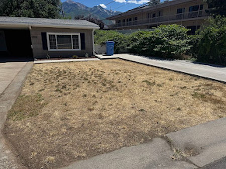 Xeriscape conversion - before